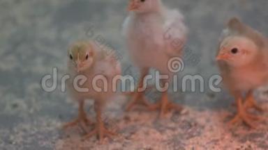 三只雏鸡<strong>叽叽</strong>喳喳地在家禽养殖场玩耍